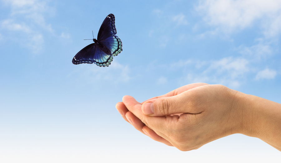 Hands releasing a butterfly